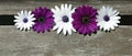 Purple and white daisies on wood Royalty Free Stock Photo