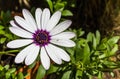 Purple and white daisy