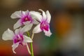 A purple and white dendrobium orchid flower, green stem and leaves Royalty Free Stock Photo