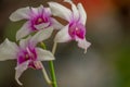 A purple and white dendrobium orchid flower, green stem and leaves Royalty Free Stock Photo