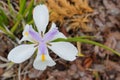 Purple and white Dietes grandiflora flower Royalty Free Stock Photo