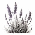 High-definition Black And White Ink Illustration Of Lavender