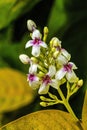 Purple White Eranthemum Flowers Honolulu Oahu Hawaii Royalty Free Stock Photo