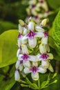 Purple White Eranthemum Flowers Honolulu Oahu Hawaii Royalty Free Stock Photo