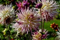 Purple and white flower of the dahlia named Jennie, Asteraceae, in late summer and autumn