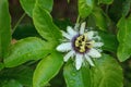 Purple and white flower on a passion fruit vine called Passiflora edulis Royalty Free Stock Photo