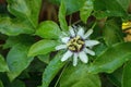 Purple and white flower on a passion fruit vine called Passiflora edulis Royalty Free Stock Photo