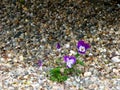 Purple-white flowering pansies in pebble bed Royalty Free Stock Photo