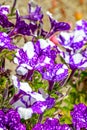 Purple and white flowering petunia Solanaceae Royalty Free Stock Photo