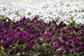 Purple and white flowers Royalty Free Stock Photo