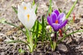 Purple and white flowers of the crocus vernus closeup Royalty Free Stock Photo