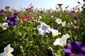 Purple and white flowers in the field, Colorful flowers