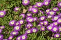 Purple and white flowers of an ice-plant carpobrotus edulis