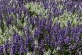 Purple and white flowers in sunlight