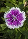 A purple and white fringed petal with dew drops, dianthus