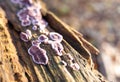 Purple and white fungus growing on the rotting wood of a fallen log in the woods Royalty Free Stock Photo