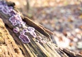 Purple and white fungus growing on the rotting wood of a fallen log in the woods Royalty Free Stock Photo