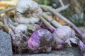 Freshly picked garlic bulbs