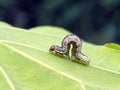 Geometrid caterpillar crawling on a green leaf