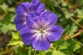 Purple And White Geranium
