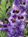 Purple and White Gladiolus Flowers in Summer in July