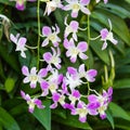 Purple and White Hanging Orchids Royalty Free Stock Photo