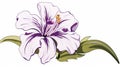 Purple And White Hibiscus Flower Clipart In Gian Lorenzo Bernini Style