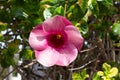 Purple and White Hibiscus Flower in a Delray Beach Park Royalty Free Stock Photo