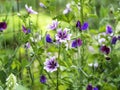 Purple and white hollyhock mallow blooming in the garden