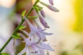 Purple white hosta blossoms with ants.