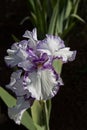 Purple and White Iris Royalty Free Stock Photo