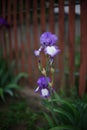 Purple white iris flowers growing in a spring garden. Brown pick Royalty Free Stock Photo