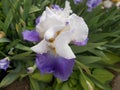 A Purple And White Iris Garden