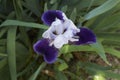 Purple and white Iris inflorescence Royalty Free Stock Photo