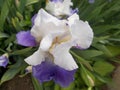 A Purple and White Iris In The sun Royalty Free Stock Photo