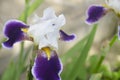 Purple and white irises. Beautiful flower in the garden
