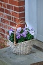 Purple and white johnny jump up flowers in wicker basket on home doorstep as a gift and present for valentines day Royalty Free Stock Photo