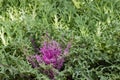 Purple and white kale rosettes