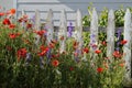 Purple and White Larkspur Delphinium Red Poppies in garden white picket fence horizontal