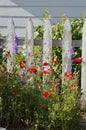 Purple and White Larkspur Delphinium Red Poppies in garden white picket fence vertical