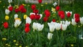 Purple and white lily-flowered tulips bloom in garden. Tulip lily flowering Claudia Royalty Free Stock Photo