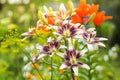 Purple and white lily flowers in the garden against the blurred green, yellow and orange background. Royalty Free Stock Photo