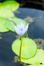 The purple white lotus beautiful and leaf green on outdoor.