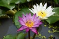 Purple and white lotus in water Royalty Free Stock Photo