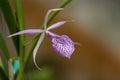 Purple and white Morning Glory Orchid x Brassocattleya blooms