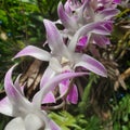 Purple and White Ochid Bloom