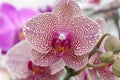 Purple and White Orchid Bloom