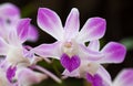 Purple white orchid closeup Royalty Free Stock Photo
