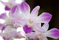 Purple white orchid closeup Royalty Free Stock Photo