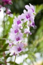 Purple white orchid closeup Royalty Free Stock Photo